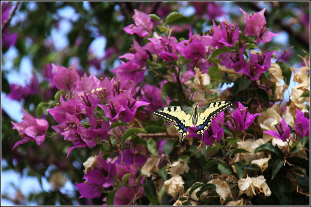 Swallow tail Swallow tail
