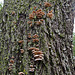Tiny Bracket Fungus The largest is aprox three quarters of an inch across and the tree has beautiful yellow lichen too