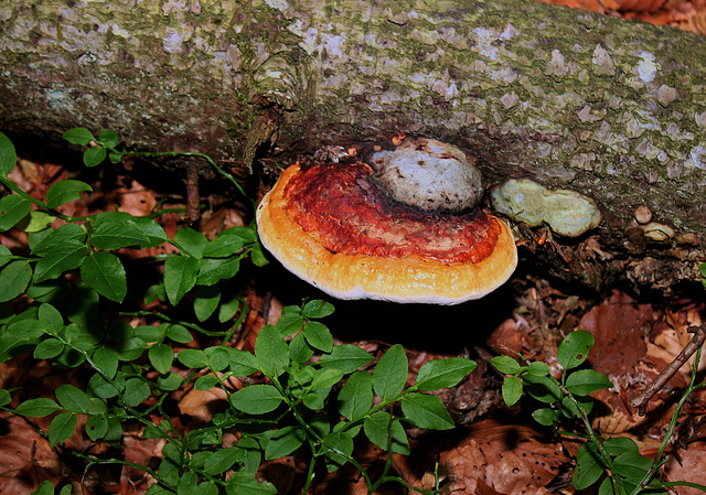 Fomitopsis pinicola - Polypore marginé