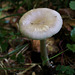 Amanita vaginata ( = plumbea)- Grisette - Coucoumelle