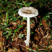 Amanita vaginata ( = plumbea)- Grisette - Coucoumelle