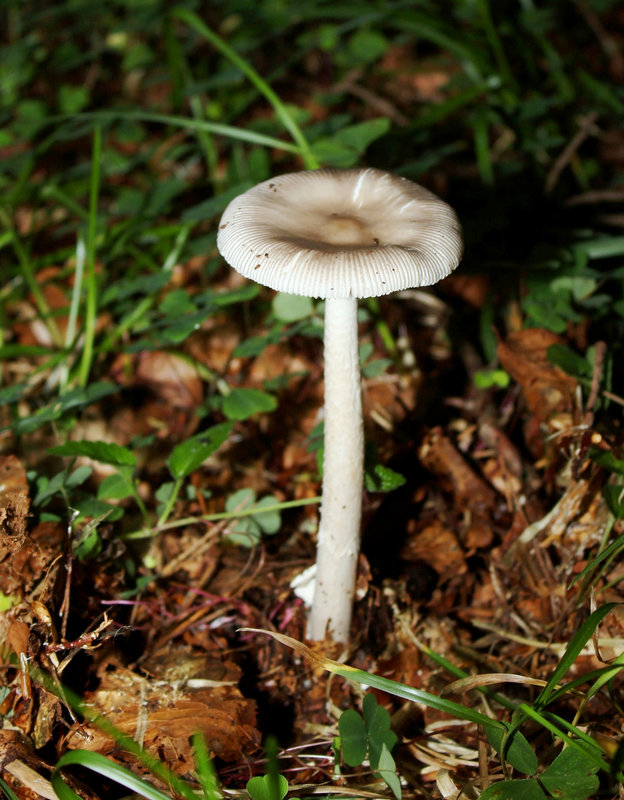 Amanita vaginata ( = plumbea)- Grisette - Coucoumelle