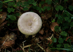 Amanita vaginata ( = plumbea)- Grisette - Coucoumelle
