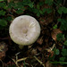 Amanita vaginata ( = plumbea)- Grisette - Coucoumelle