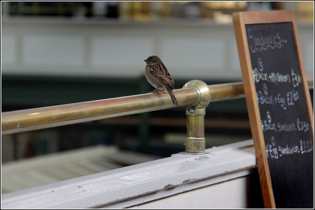 Hopeful sparrow