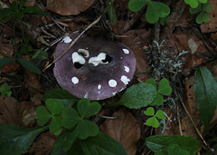 Russula cyanoxantha- Russule charbonnière