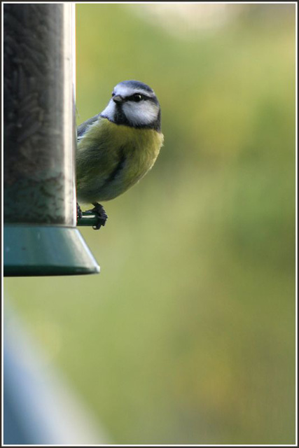 Blue Tit