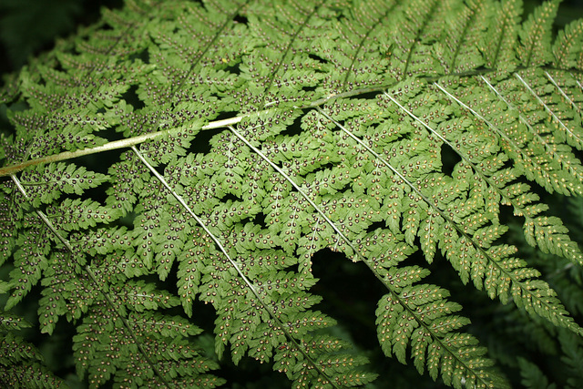 Dryopteris dilatata