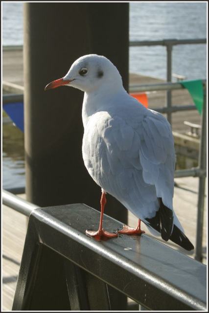 Winter plumage