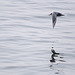 Common tern