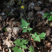 Lactuca muralis - Laitue des murs