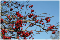 Red Berries