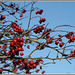 Red Berries