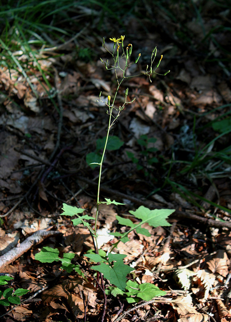 Lactuca muralis - Laitue des murs