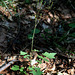 Lactuca muralis - Laitue des murs