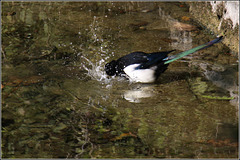 Bird bath