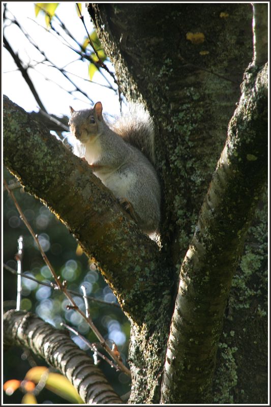 Tree Hugger