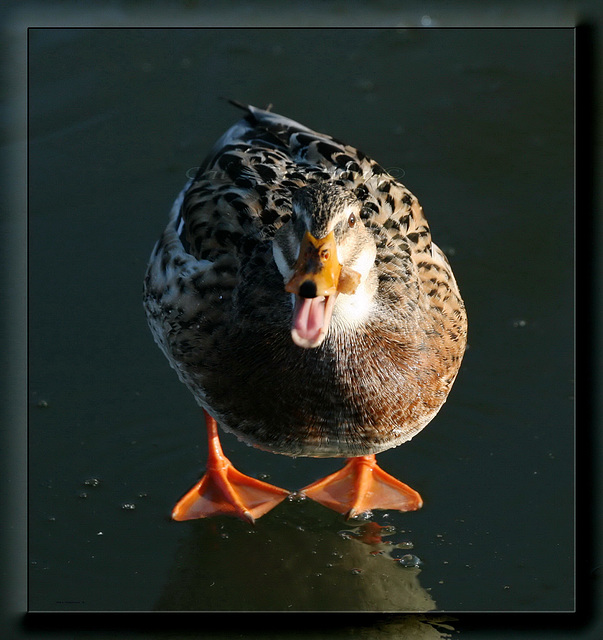 Cheeky Girl!