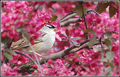 White Crowned Sparrow