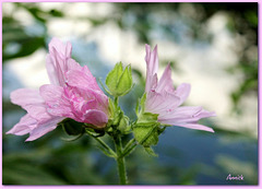 Flowers Flowers