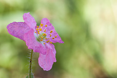 Pink Poppy