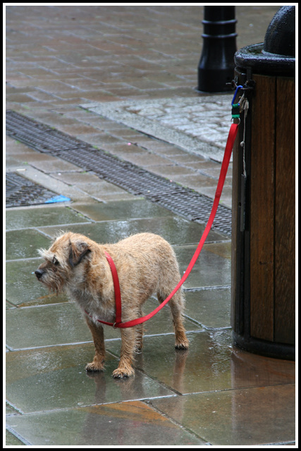 wet dog