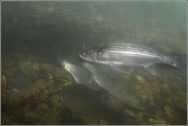 Nice looking Mullet