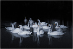 Moonlit swans