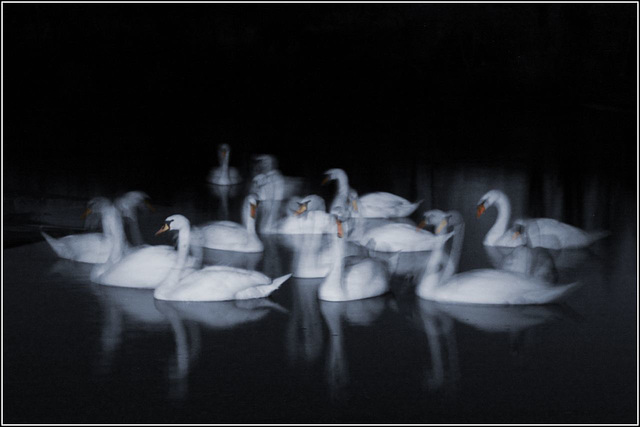 Moonlit swans