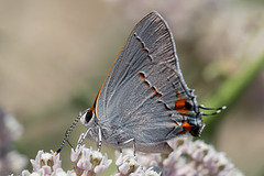 Gorgeous in Grey, the California Hairstreak