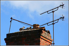 babies on the roof