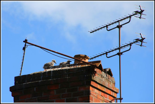 babies on the roof