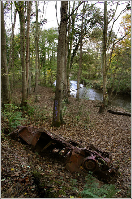 If you go down to the woods today...