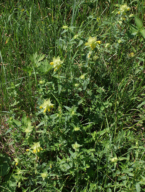 Rhinanthus alectorolophus (2)