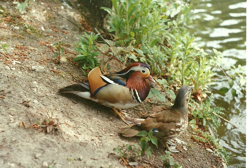 Mandarin Duck