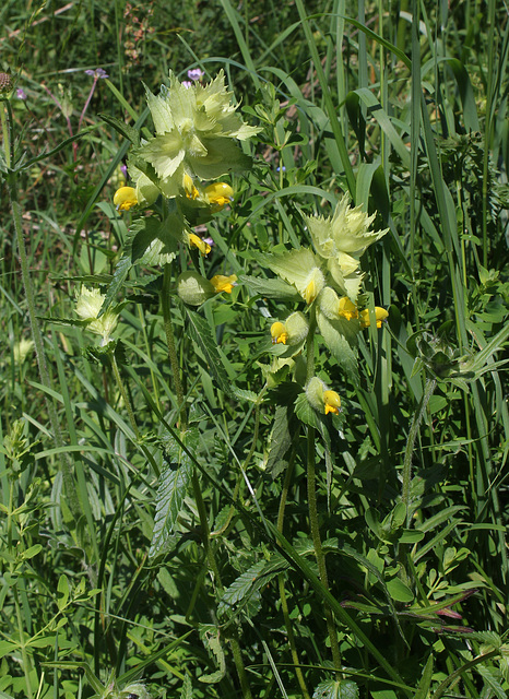 Rhinanthus alectorolophus (3)