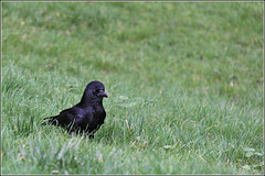 Watching bird