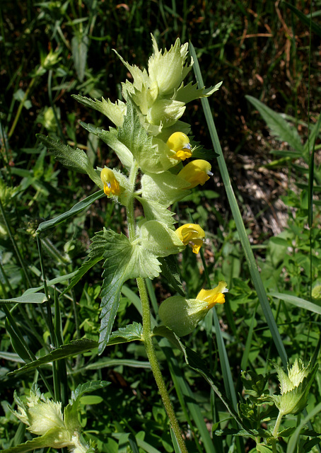 Rhinanthus alectorolophus