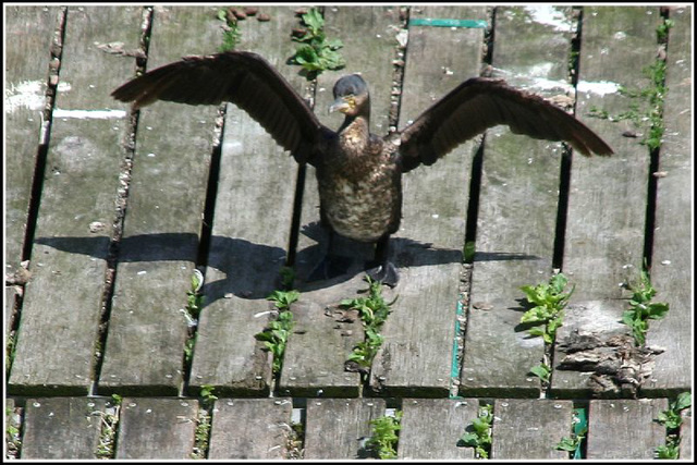 Cormorant