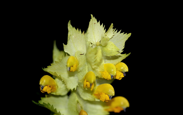 Rhinanthus alectorolophus (6)