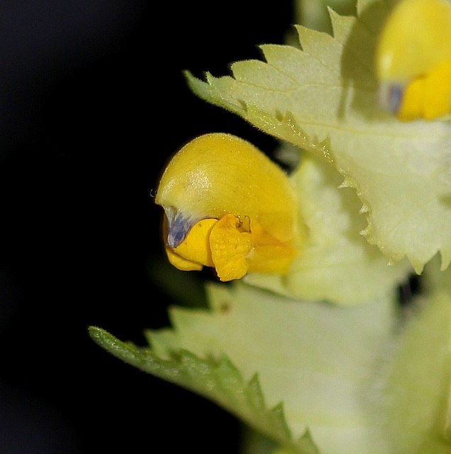 Rhinanthus alectorolophus (4)