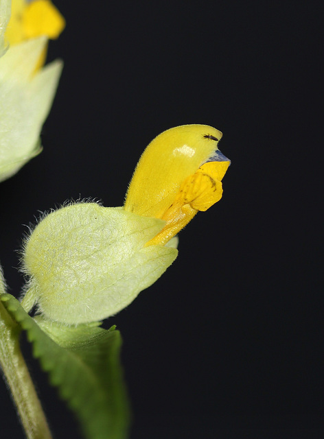 Rhinanthus alectorolophus (5)