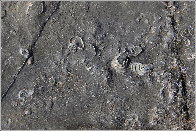 Fossil texture