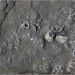 Fossil texture