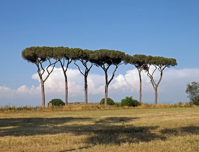Trees in the Park of the Aqueducts in Rome, June 2012
