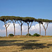Trees in the Park of the Aqueducts in Rome, June 2012