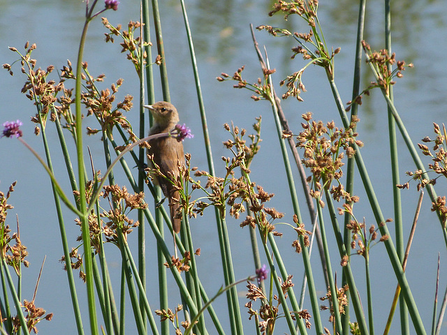 reed warbler