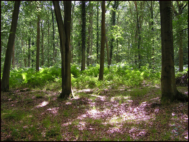 dappled sunlight