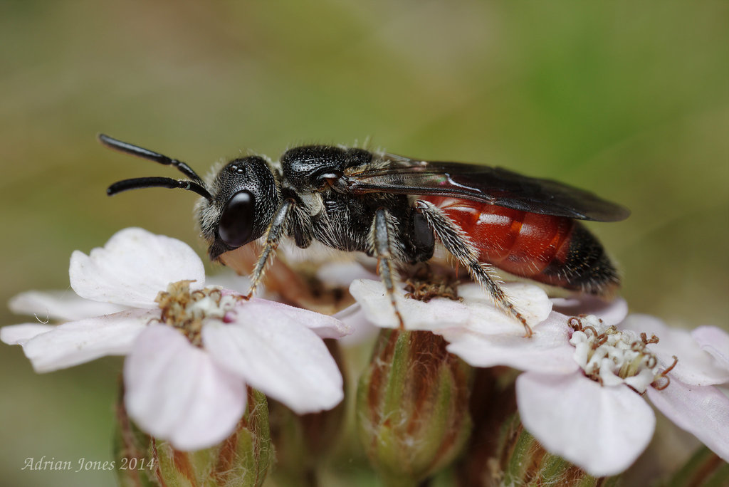 Sphecodes sp.