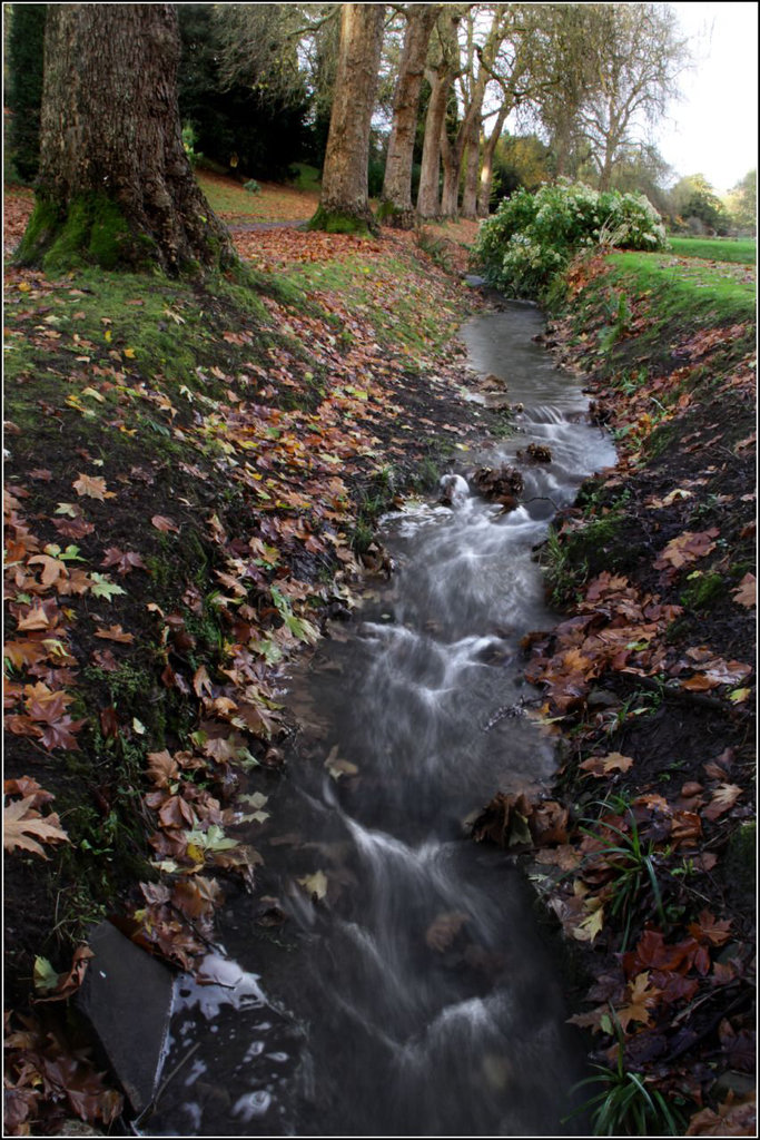 Woodland stream